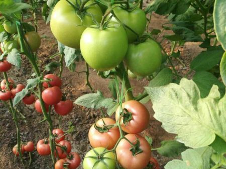 球友会体育:小小西葫芦闯出大商场